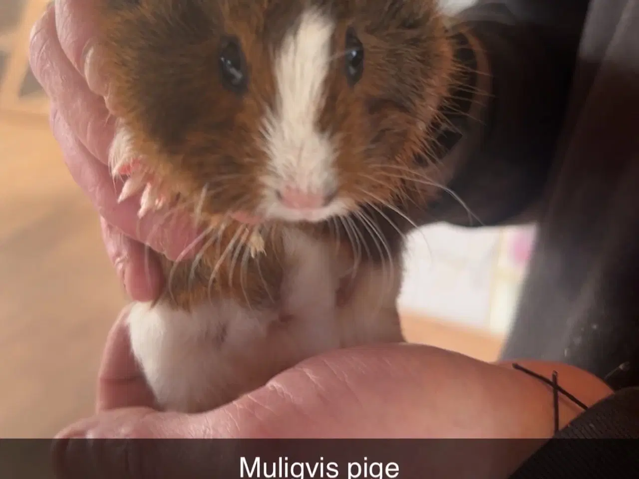 Billede 1 - Marsvin unger 1-12-2025