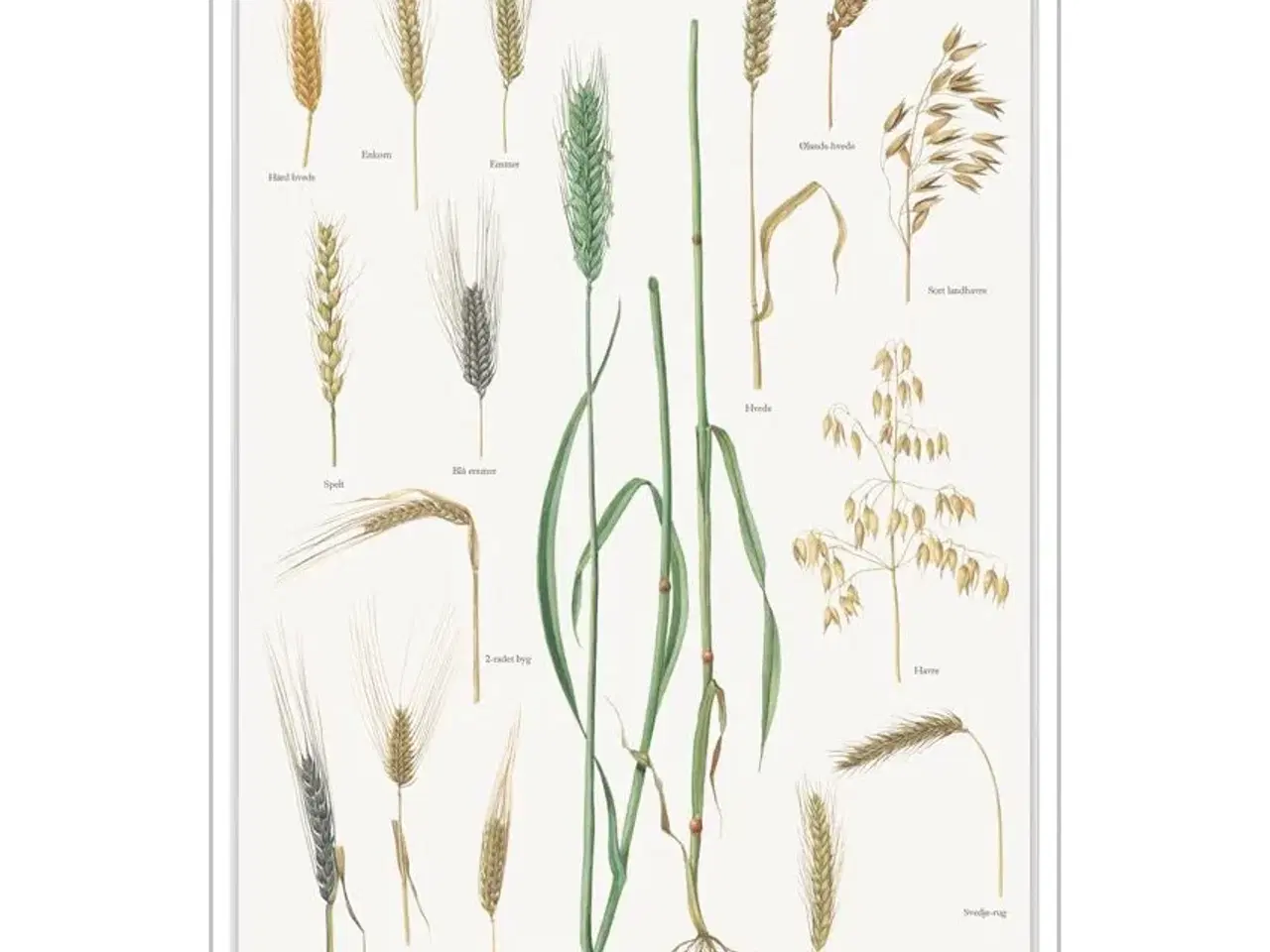 Billede 1 - korn RUG 