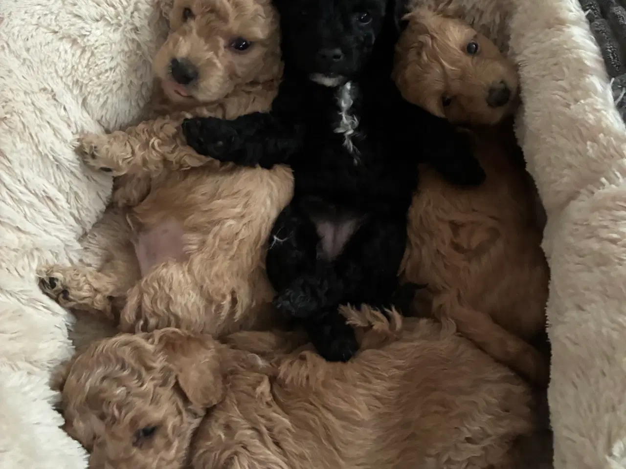 Billede 3 - Havapoo F1b