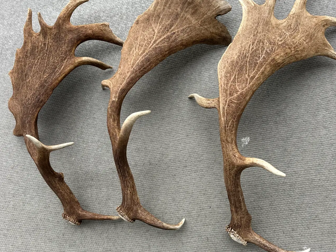 Billede 2 - 3 rigtig store kastestænger fra dåhjort sælges