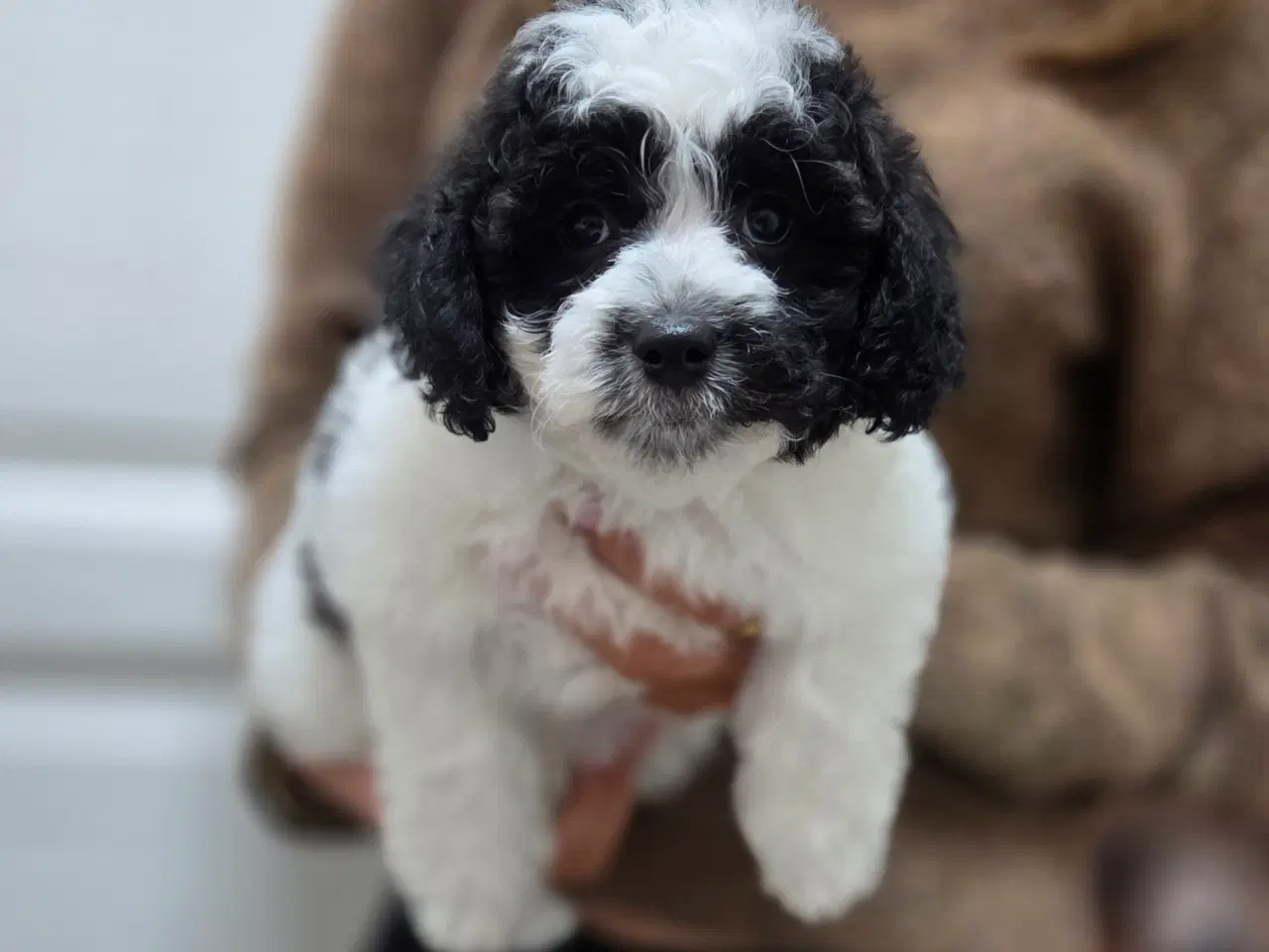 Billede 1 - Havapoo tæve hvalp❤️🐶