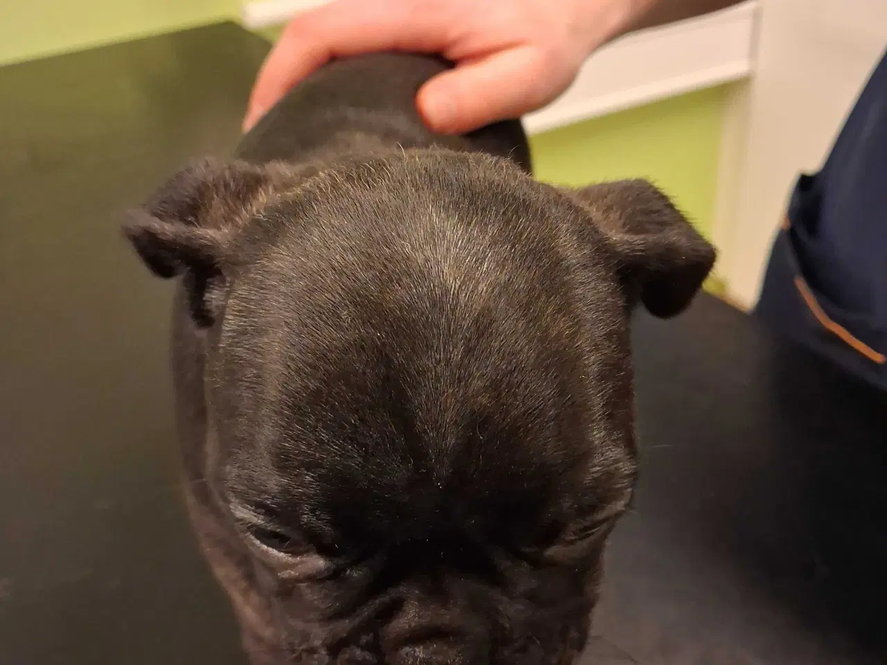 Billede 14 - Små hvalpe salgs klar