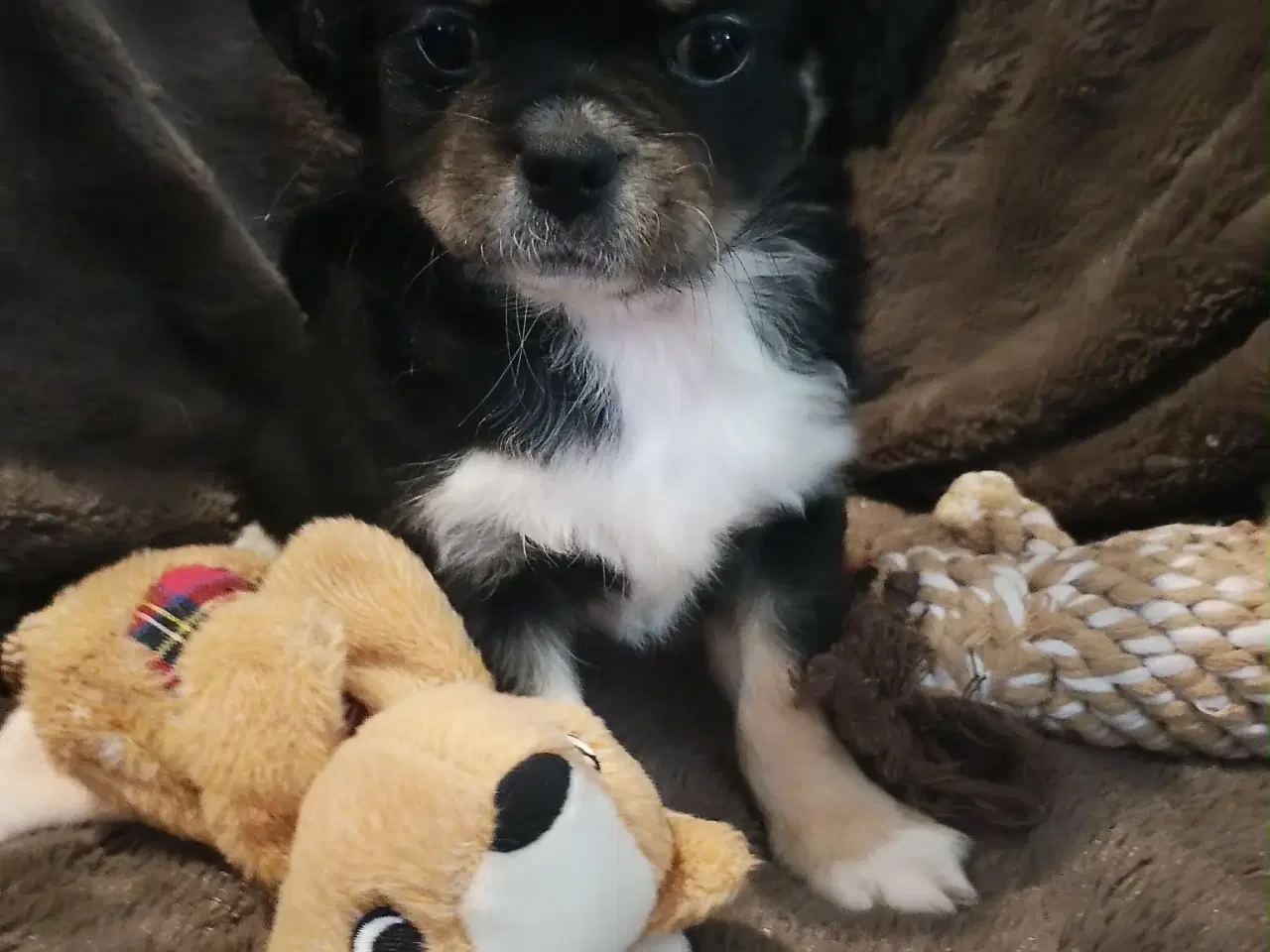 Billede 17 - Skønne 8 ugers små gadekryds