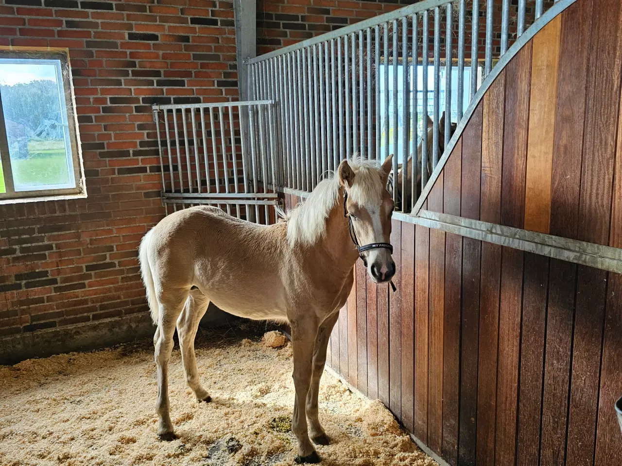 Billede 4 - Haflinger 1 års vallak