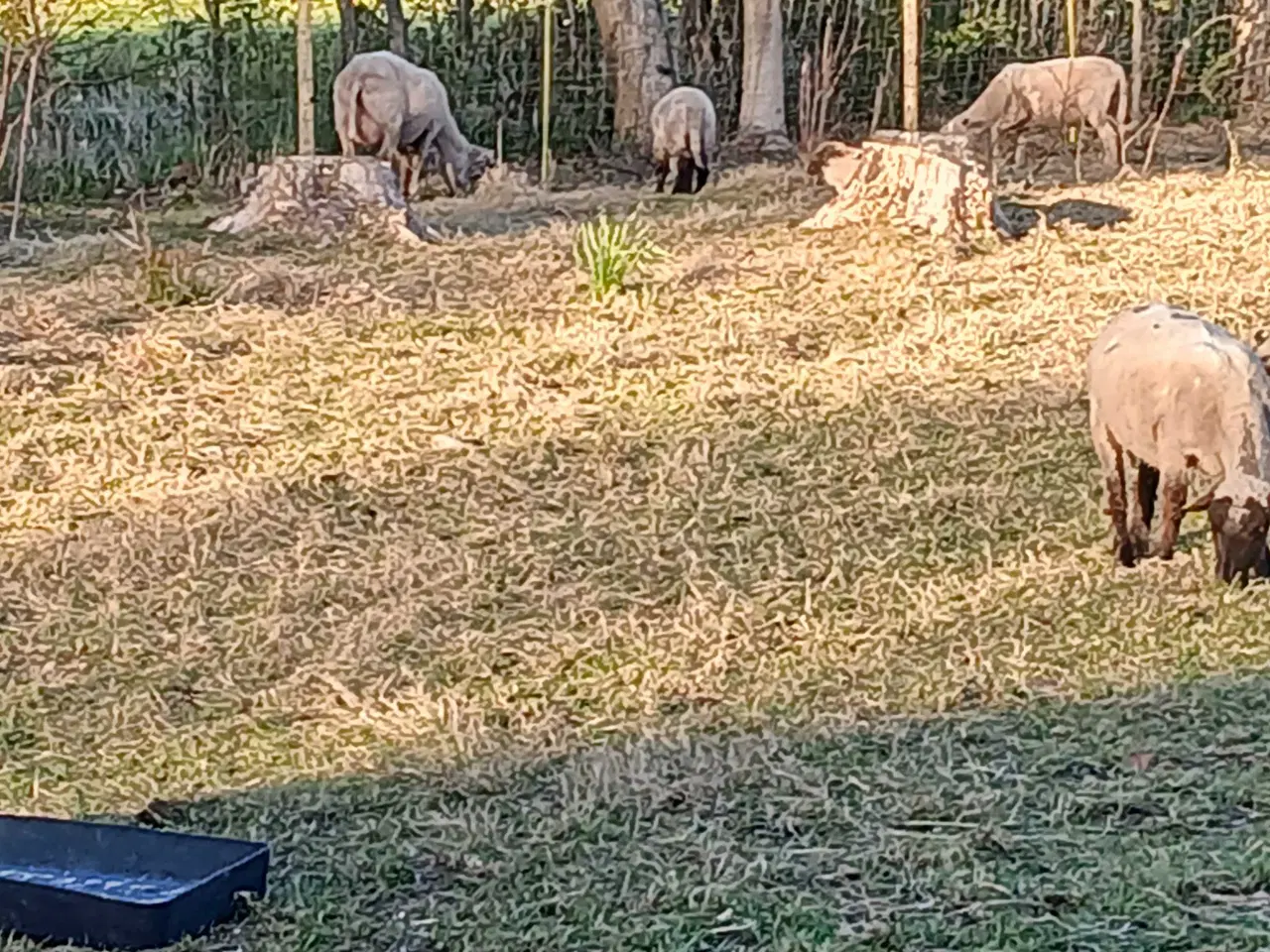 Billede 3 - 4 får + 3 lam