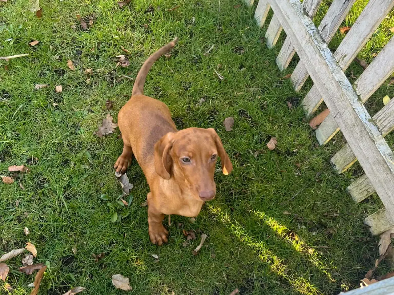 Billede 3 - Gravhunde korthåret dværg