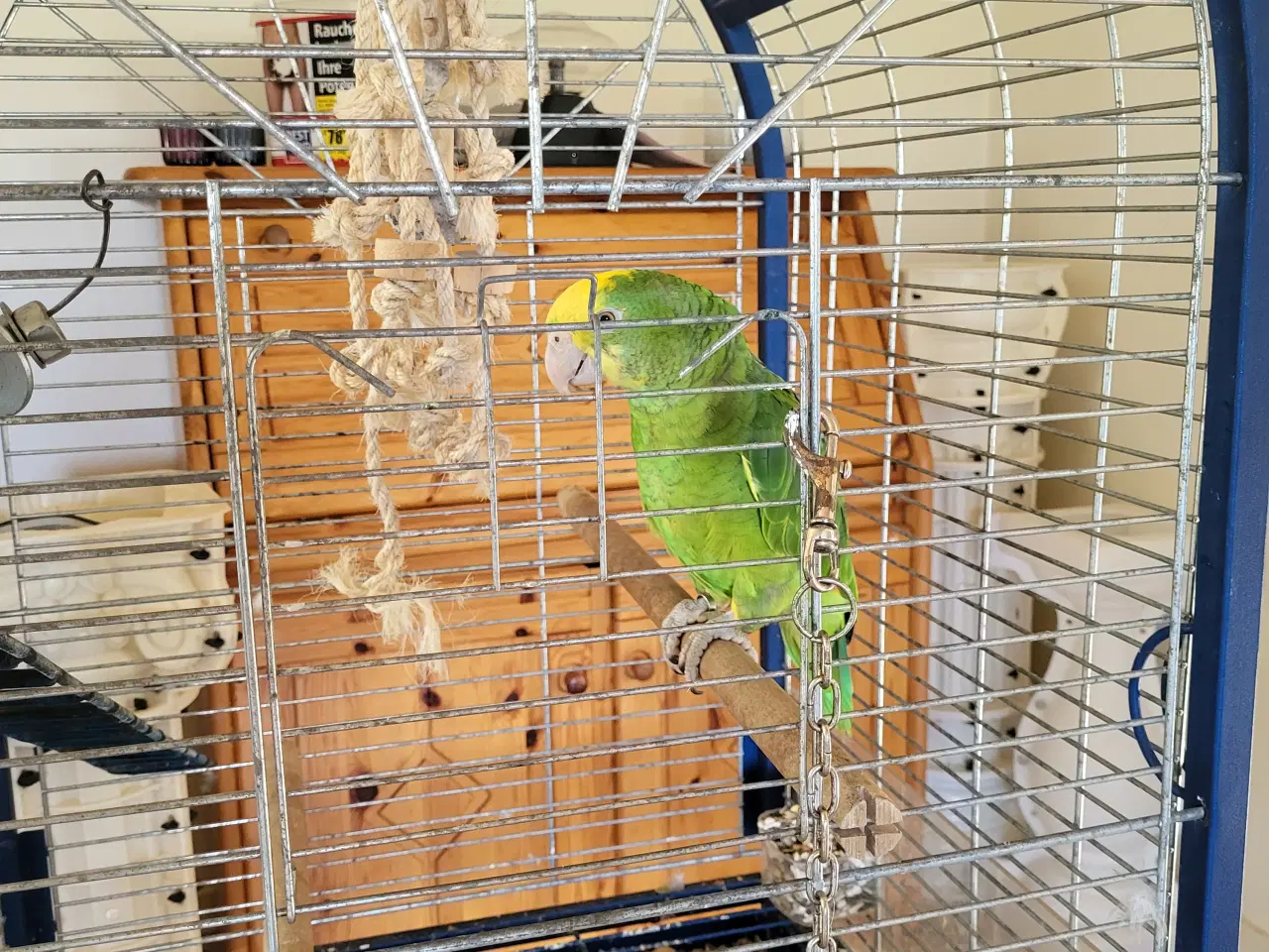 Billede 1 - Gulhovedet