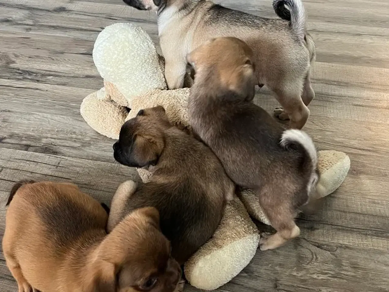 Billede 11 - Mops mix hvalpe