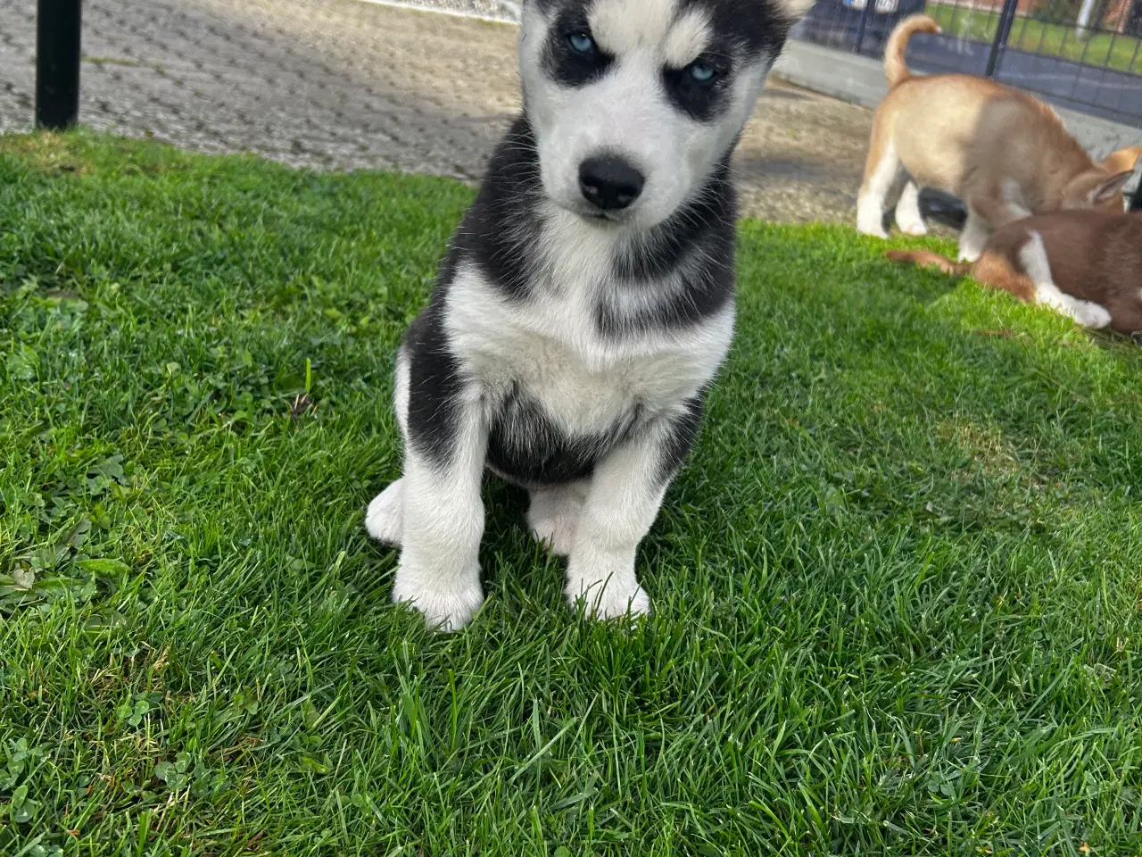 Billede 2 - 4 søde husky piger