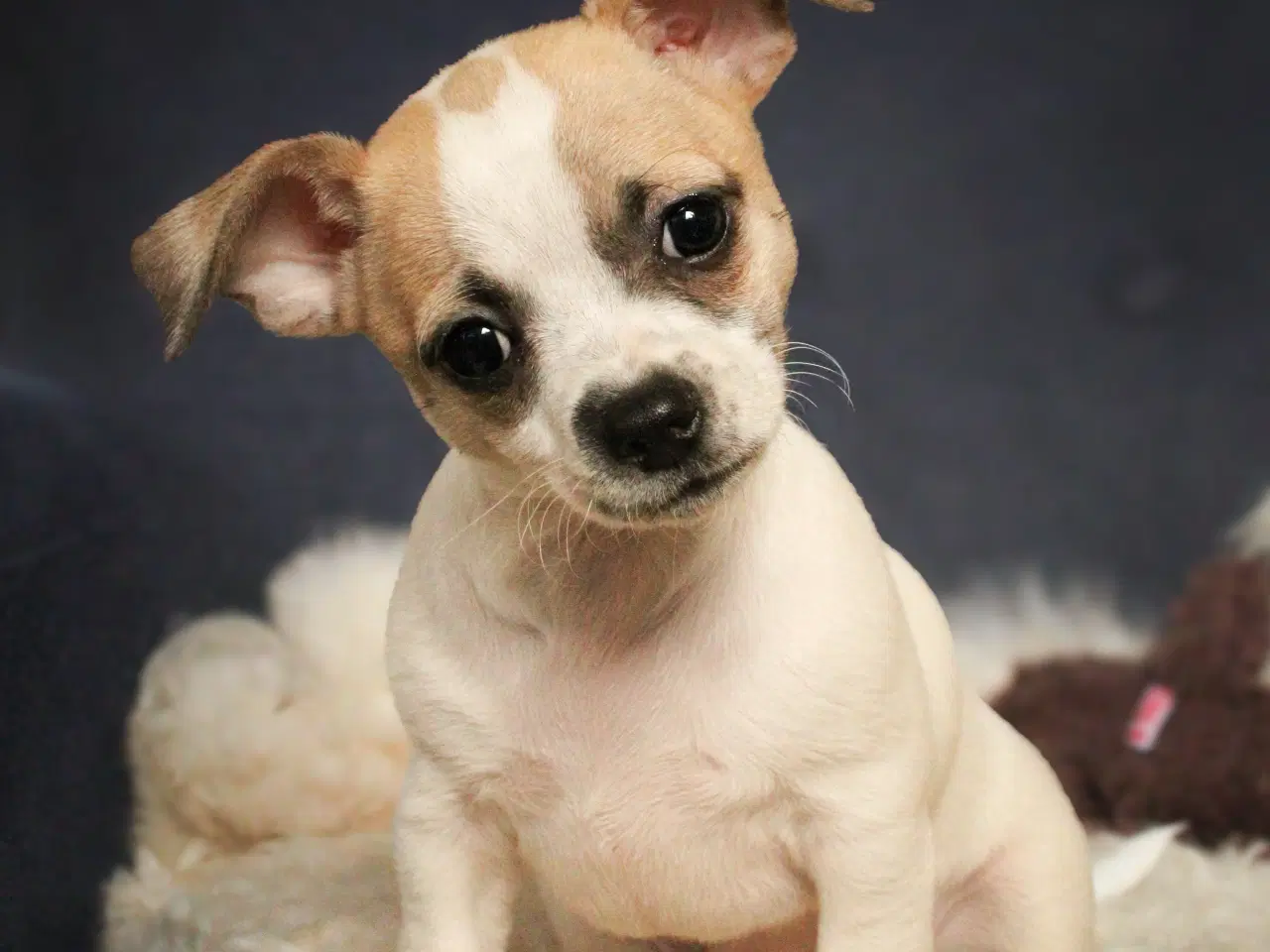 Billede 4 - Skøn lille terrier/chihuahua blanding