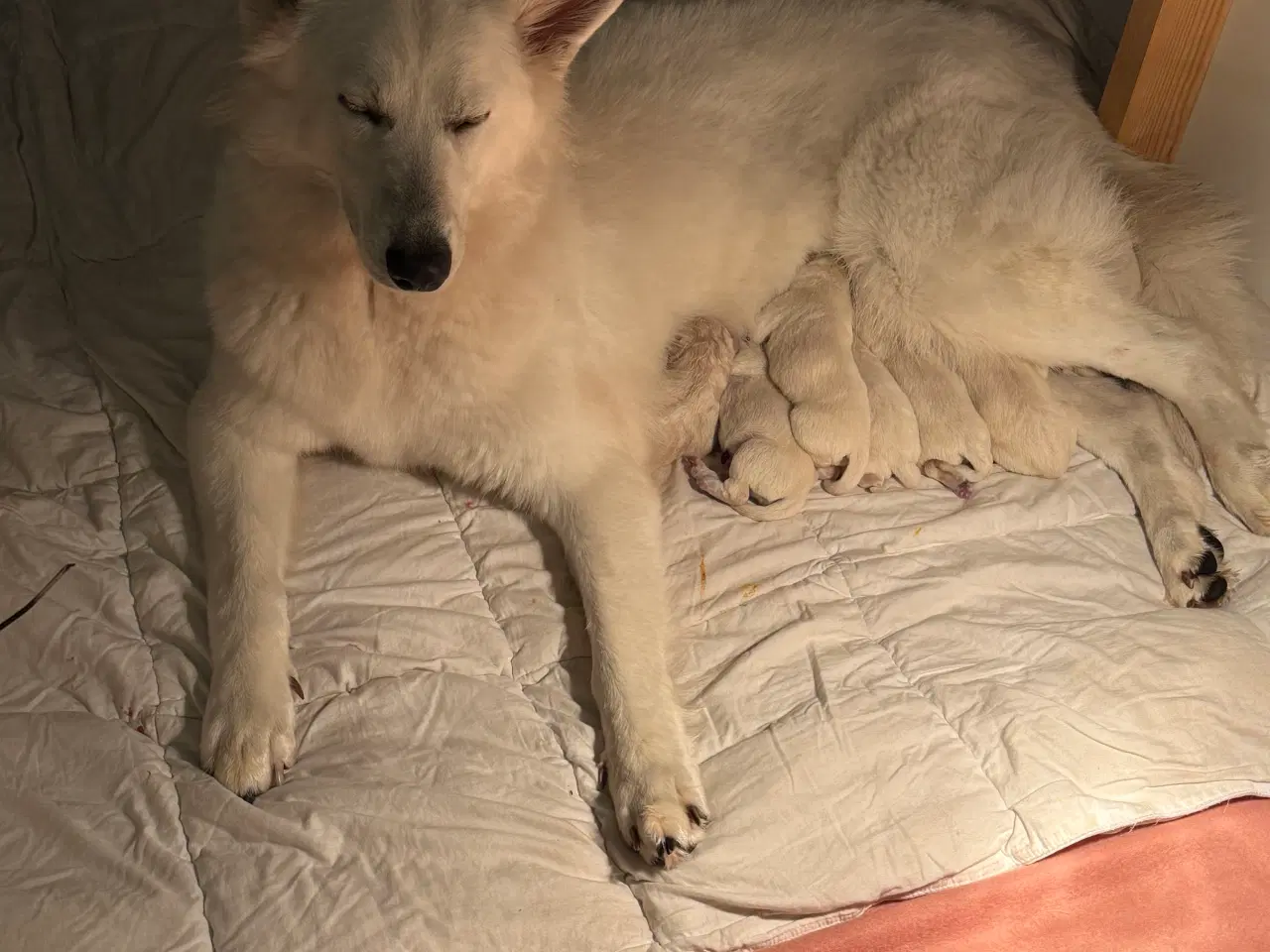 Billede 17 - Mangler du en blød familie julegave