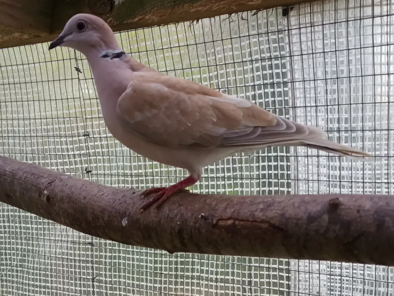 Billede 2 - Skoggerduer