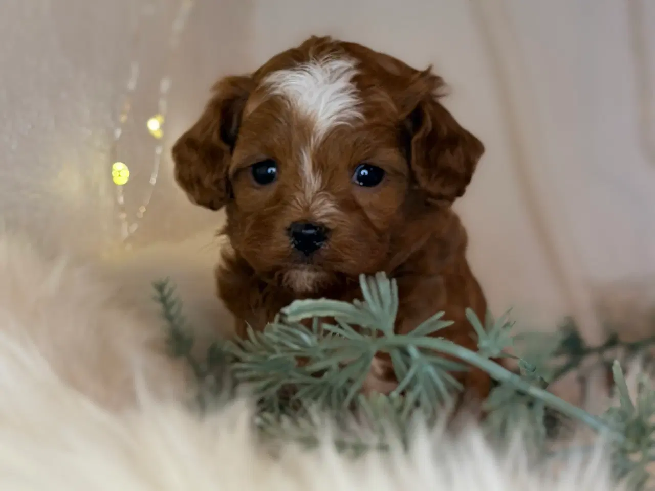Billede 14 - Cavapoo dreng