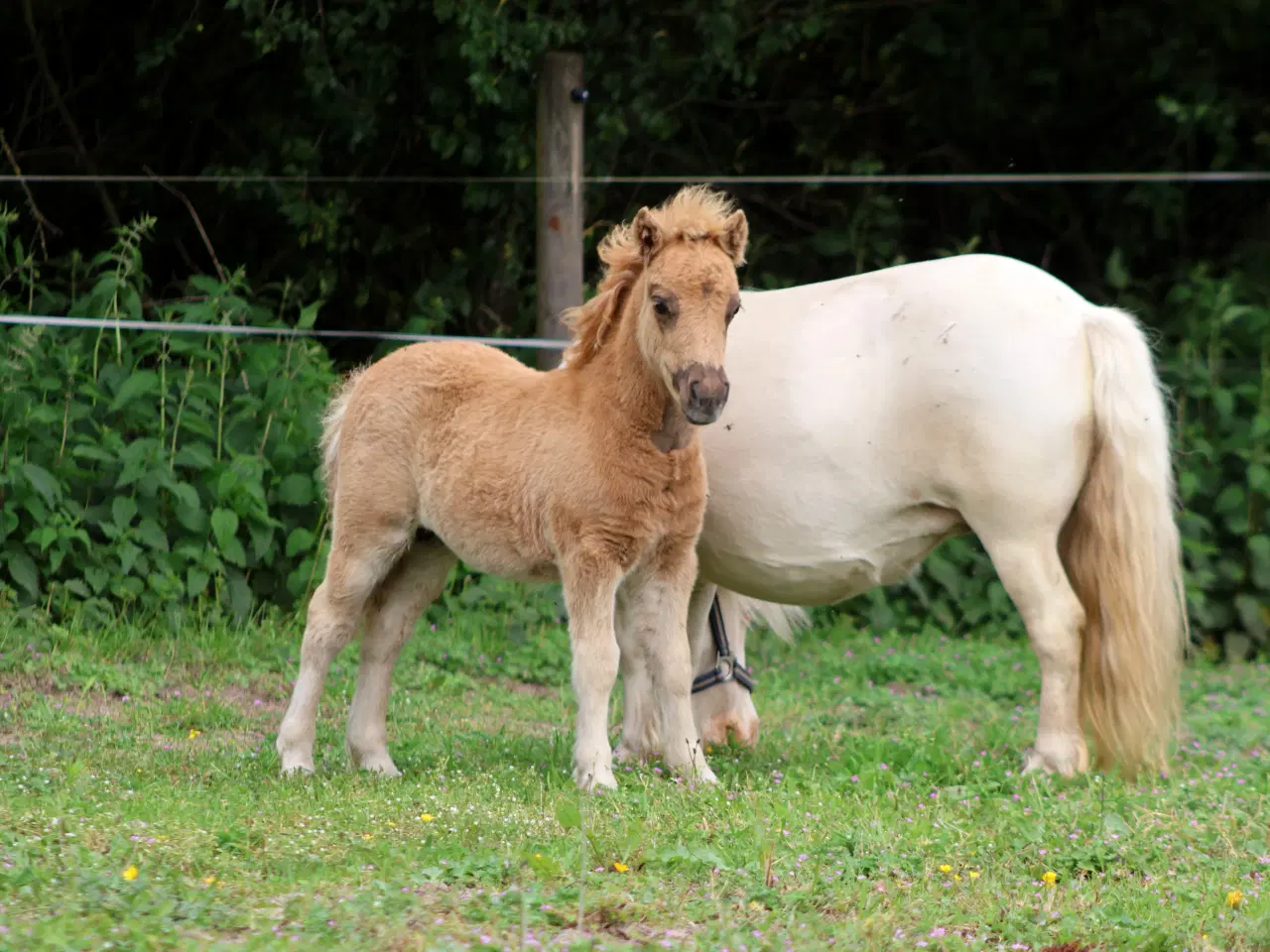 Billede 6 - palomino farvet shetlandspony hingsteføl, rødt pas