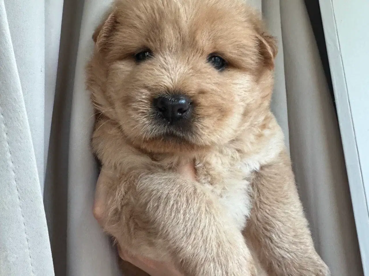 Billede 7 - Hundehvalpe - Chow Chow bla.