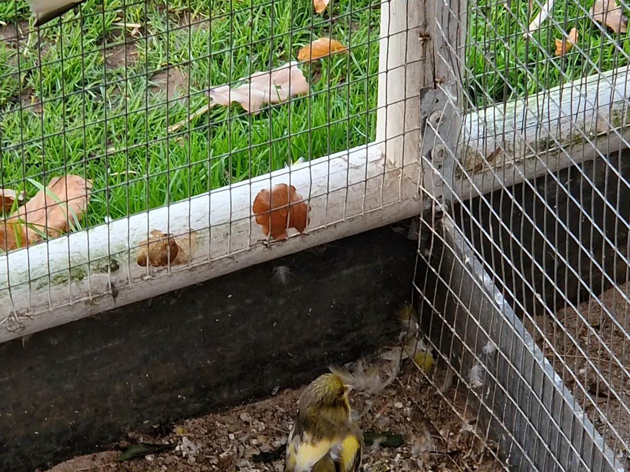 Billede 5 - Gloster kanarier 