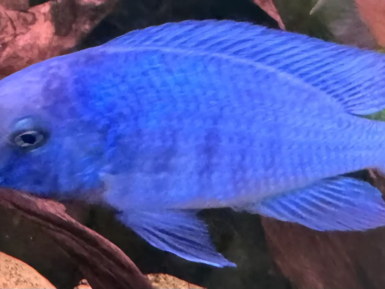 Billede 3 - malawi cichlider Blå delfin flotte blå fisk. 