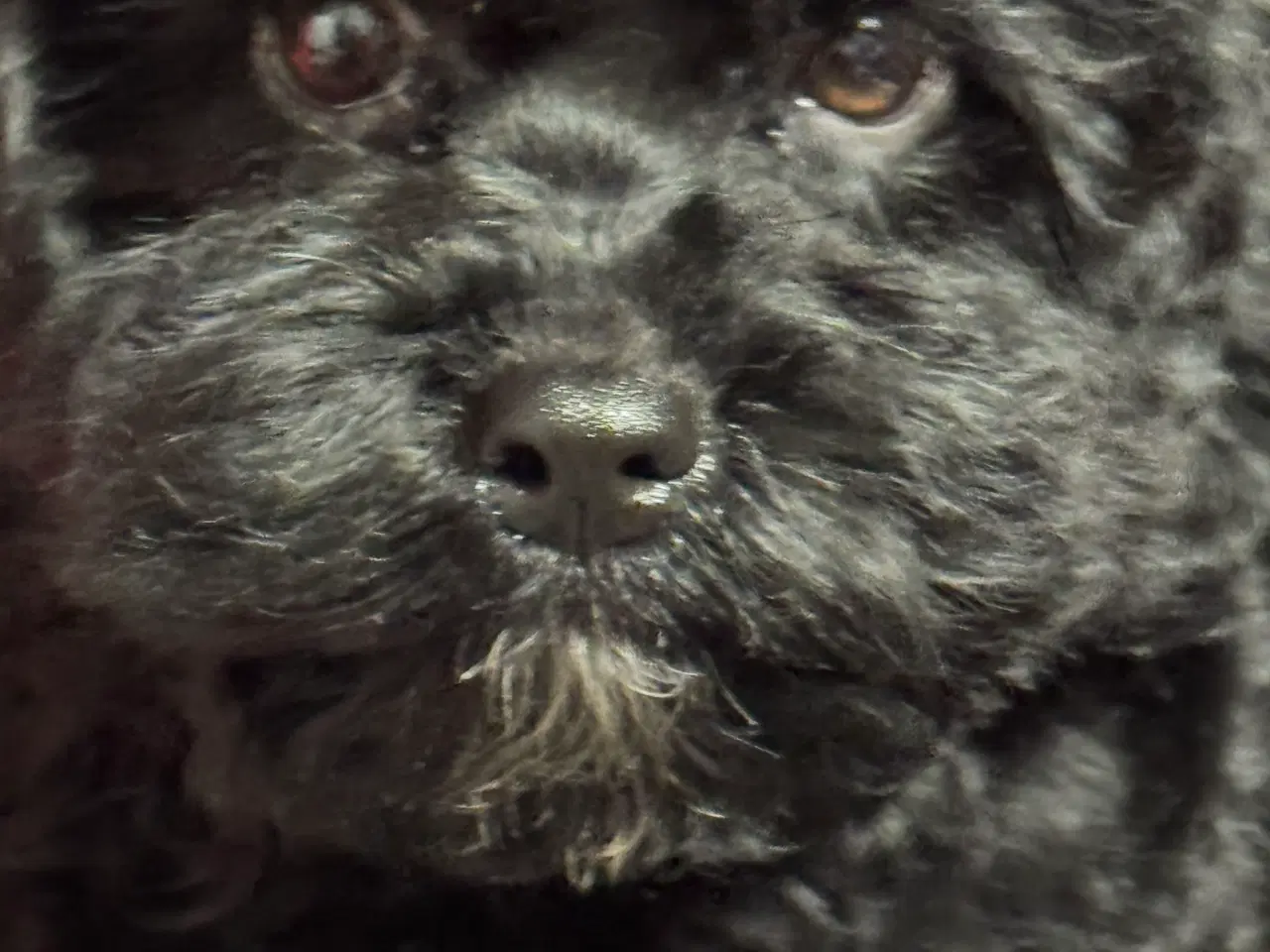 Billede 3 - Cavapoo hvalpe