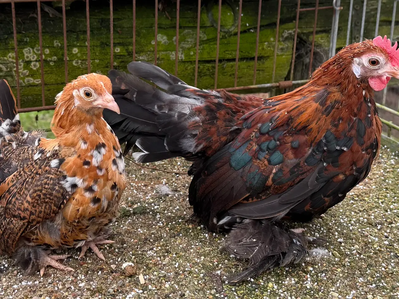 Billede 6 - Mindste hønse race