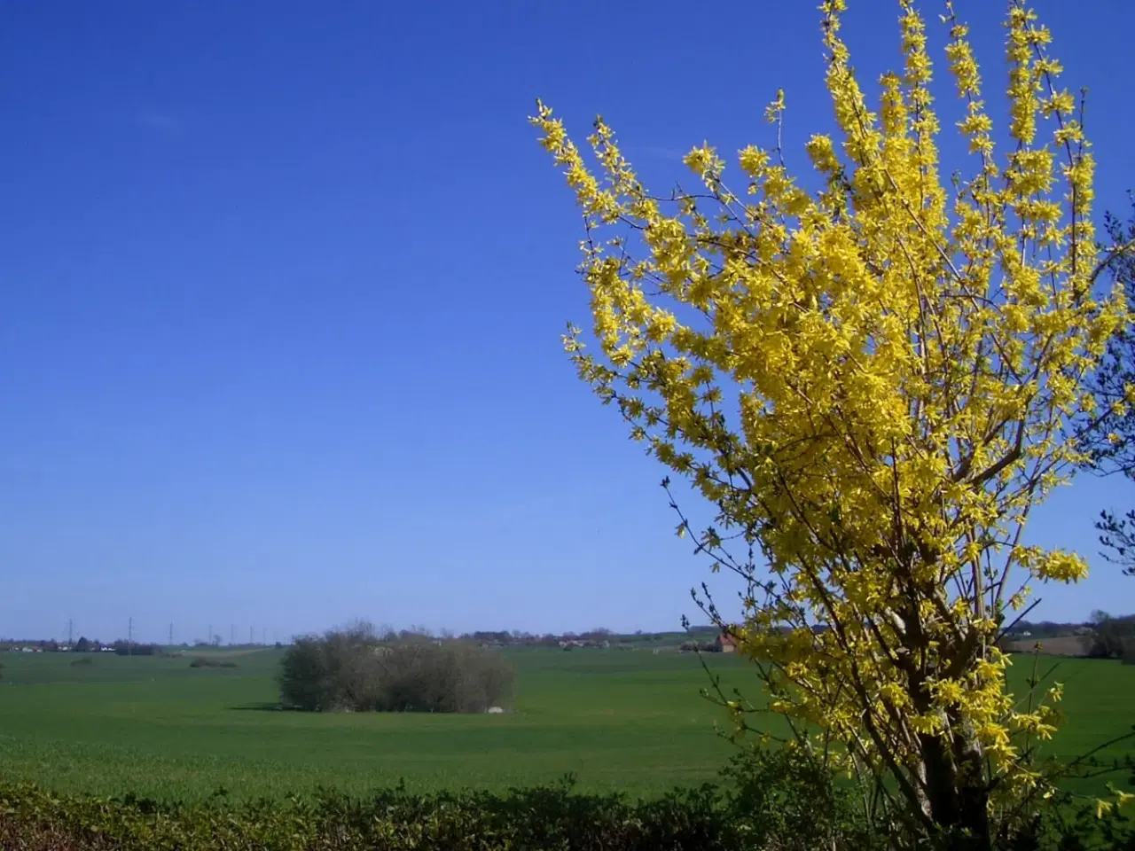 Billede 5 - Kolonihave Holbæk 