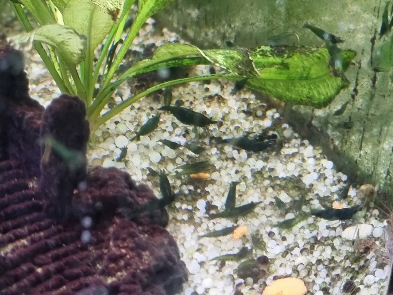 Billede 3 - Rejer Green jade neocaridina 