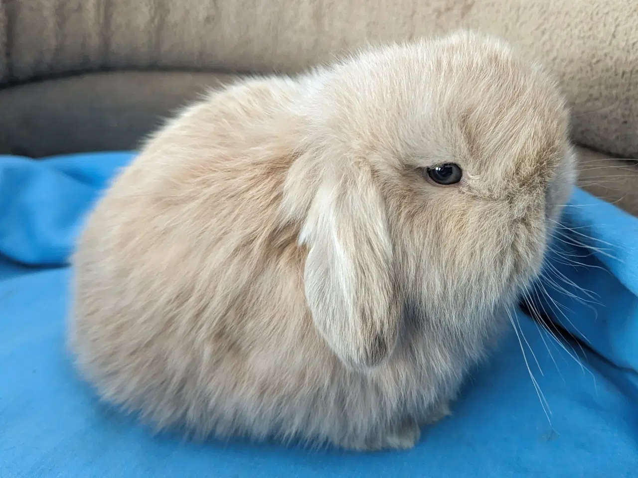 Billede 2 - Minilop kaninunge sælges 