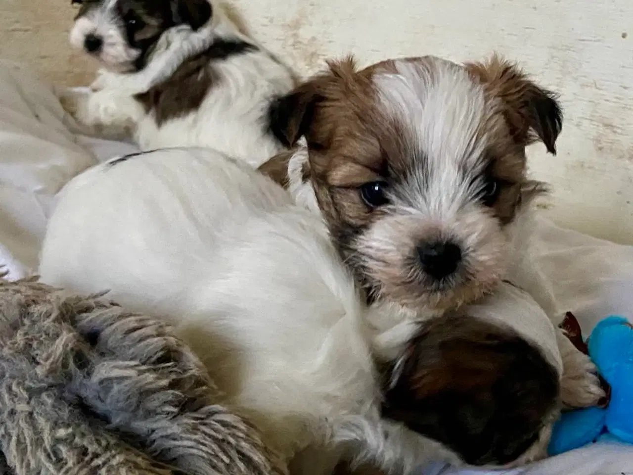 Billede 7 - Biewer Yorkshire terrier / Bolognese