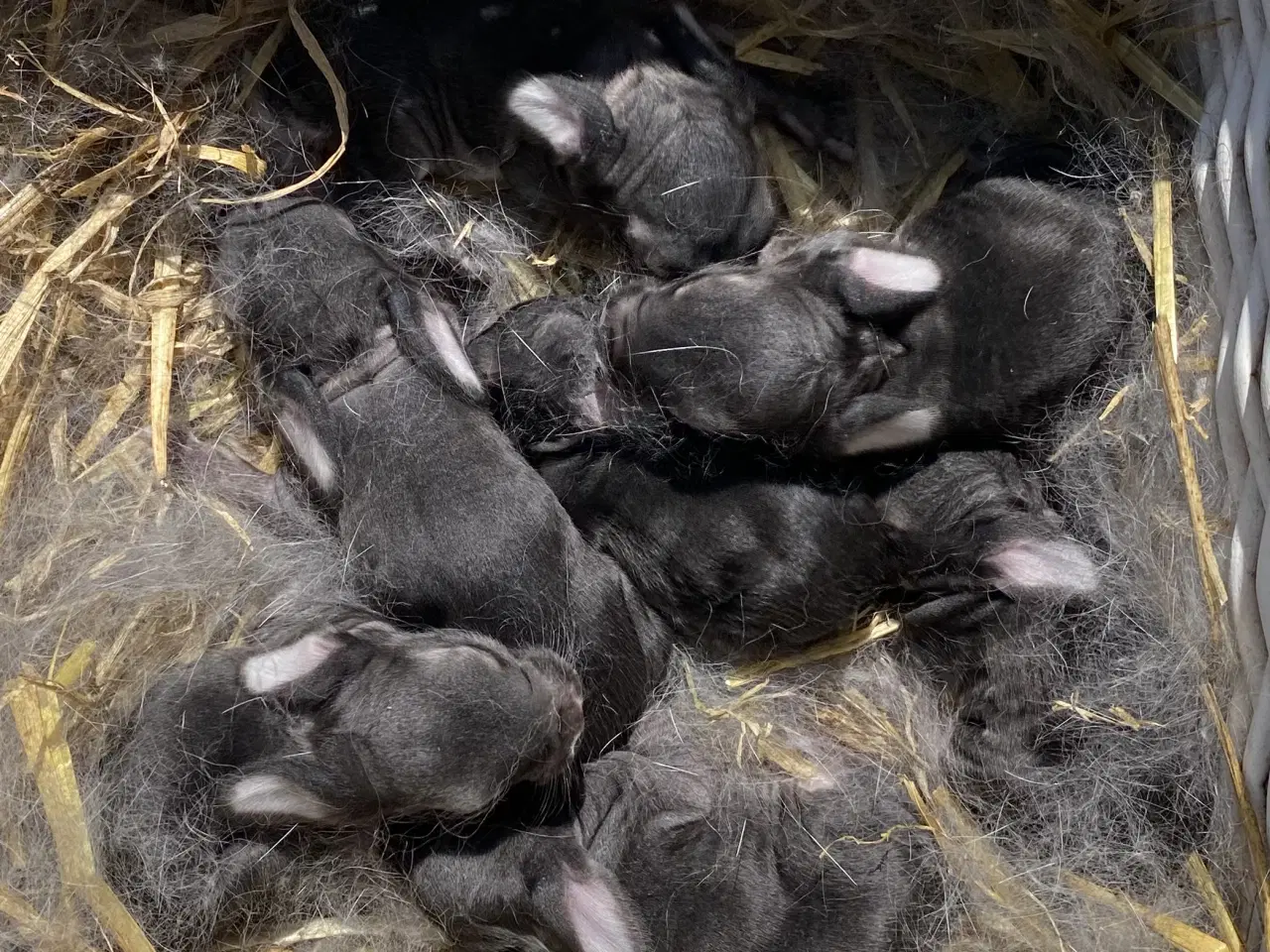 Billede 3 - FRANSK VÆDDER HUN CHINCHILLA