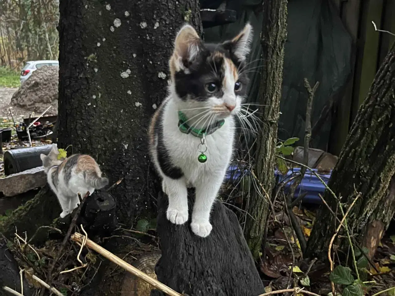 Billede 7 - Hun-killing Maine Coon-blanding