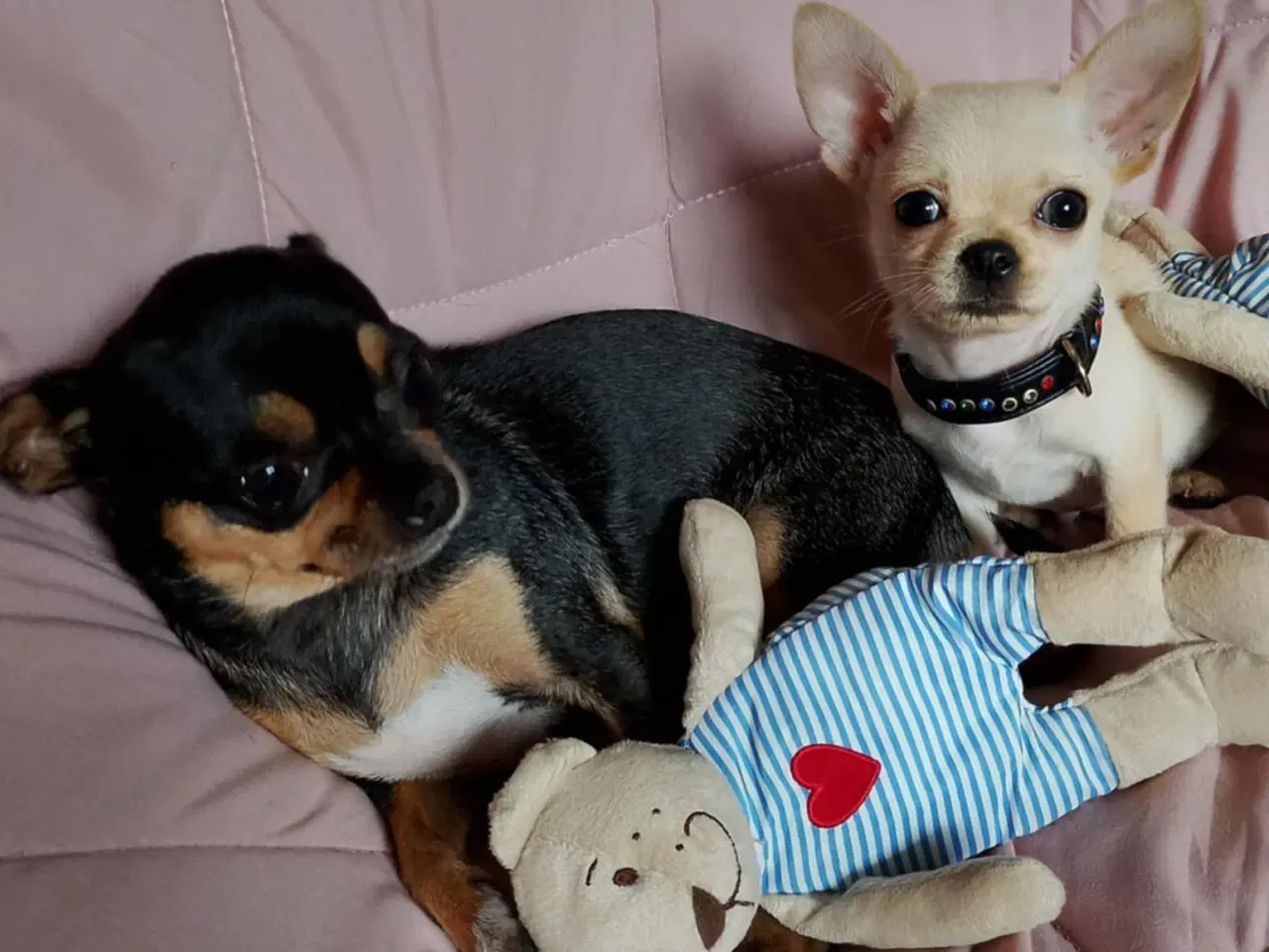 Billede 14 - Skøn chihuahua han mix hvalp