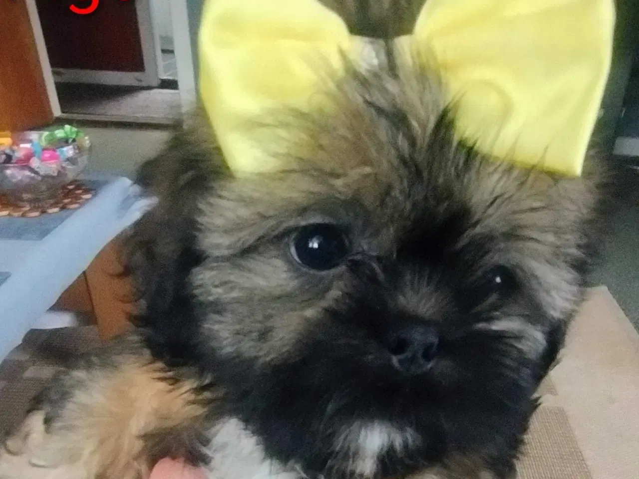 Billede 4 - Hund SHIH tzu