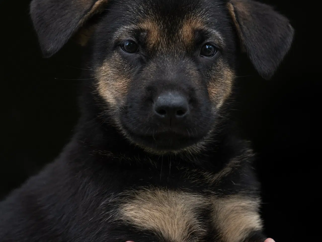 Billede 5 - Labrador schæfer hvalpe klar til nye hjem 