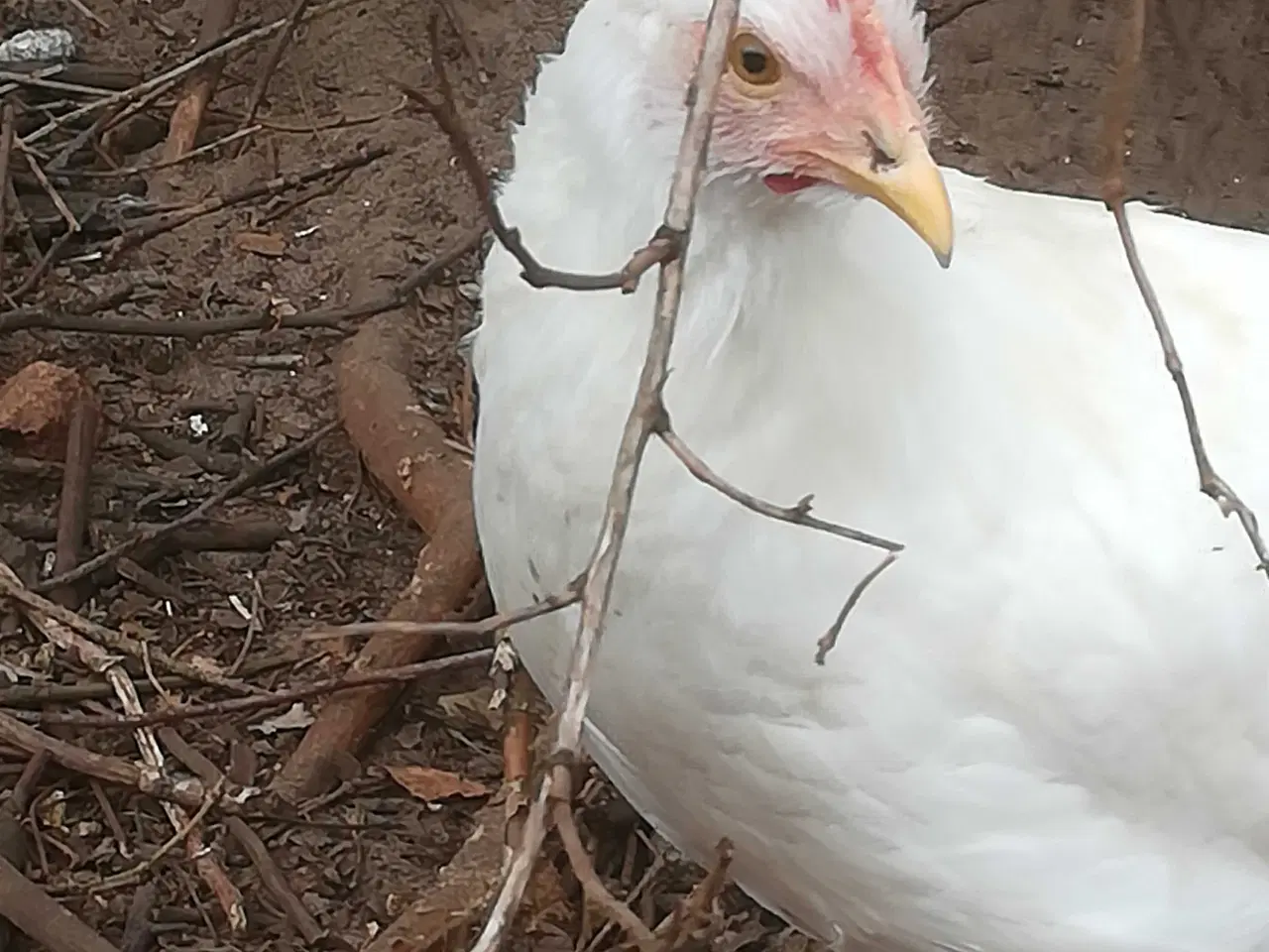Billede 8 - Rigtig god ægge lægger hvide Italiener Lohmann