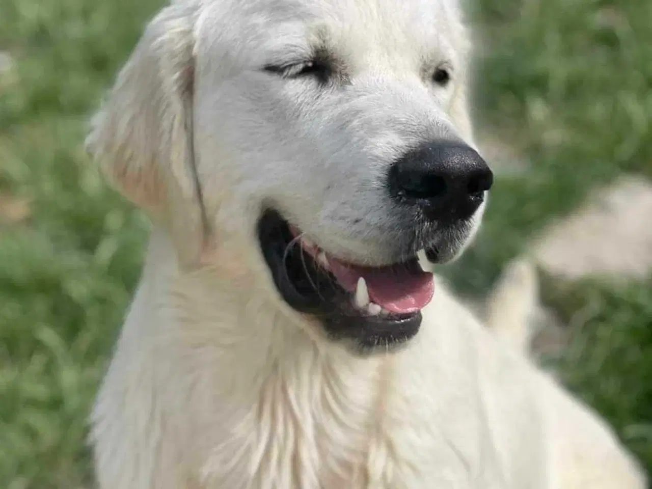 Billede 13 - Golden retriever han hvalpe 