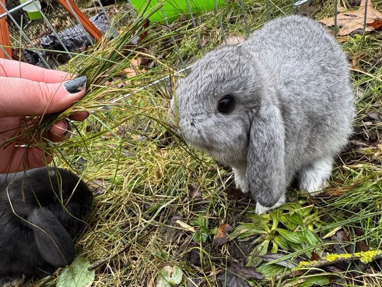 Billede 8 - Han Dværgvædder unge sælges 