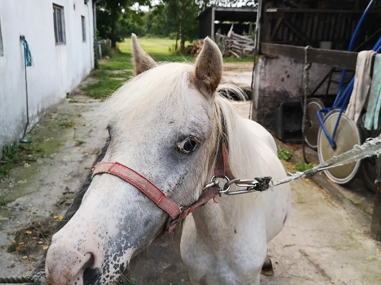 Billede 3 - Hvid knabstrupper pony 