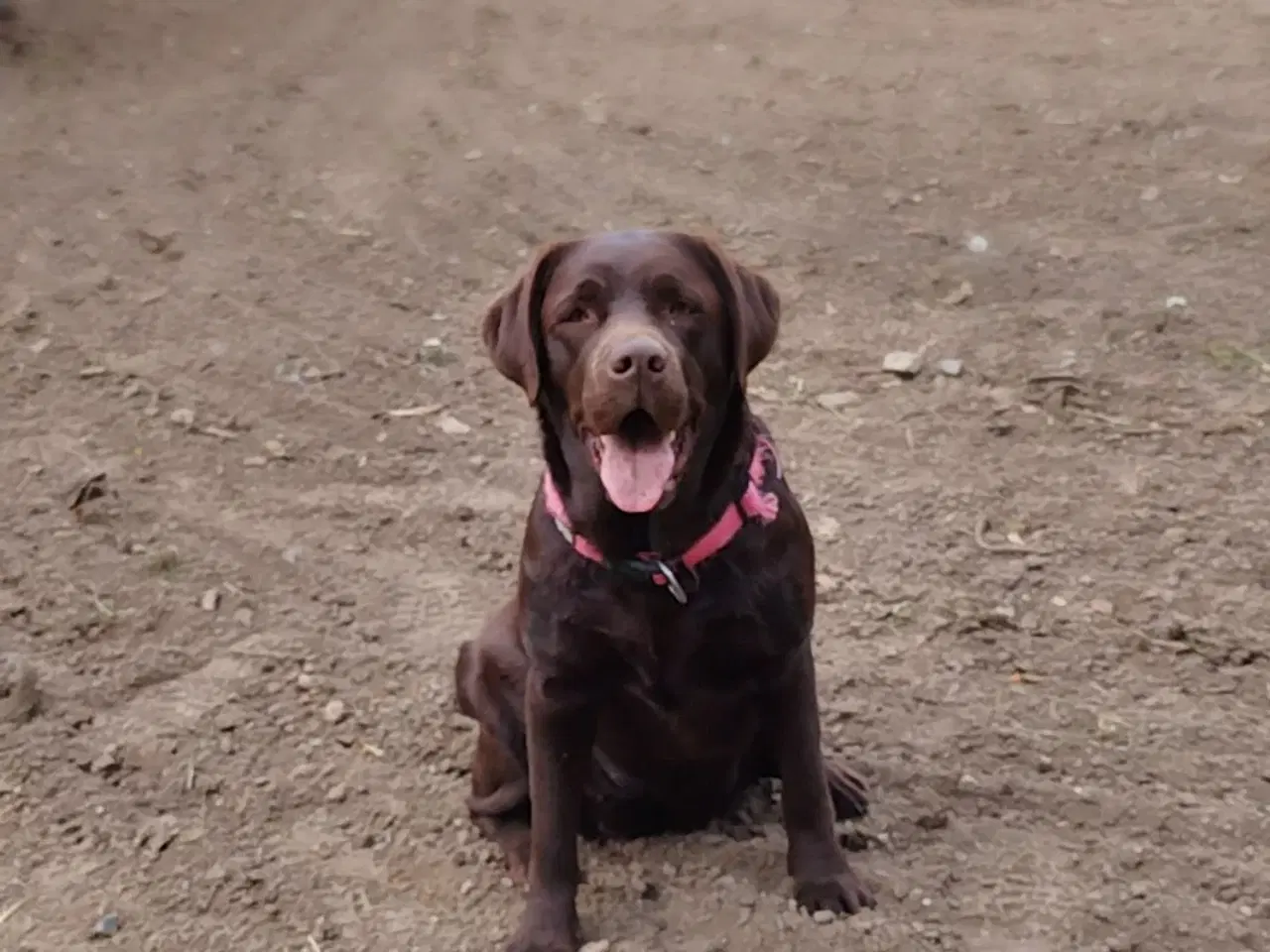 Billede 7 - Gammeldags Brun labrador hvalp