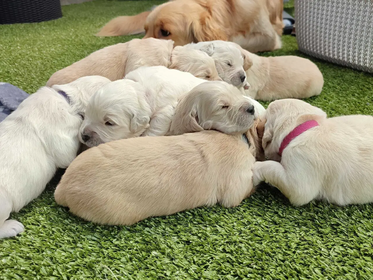 Billede 11 - Golden Retriever Hvalpe 