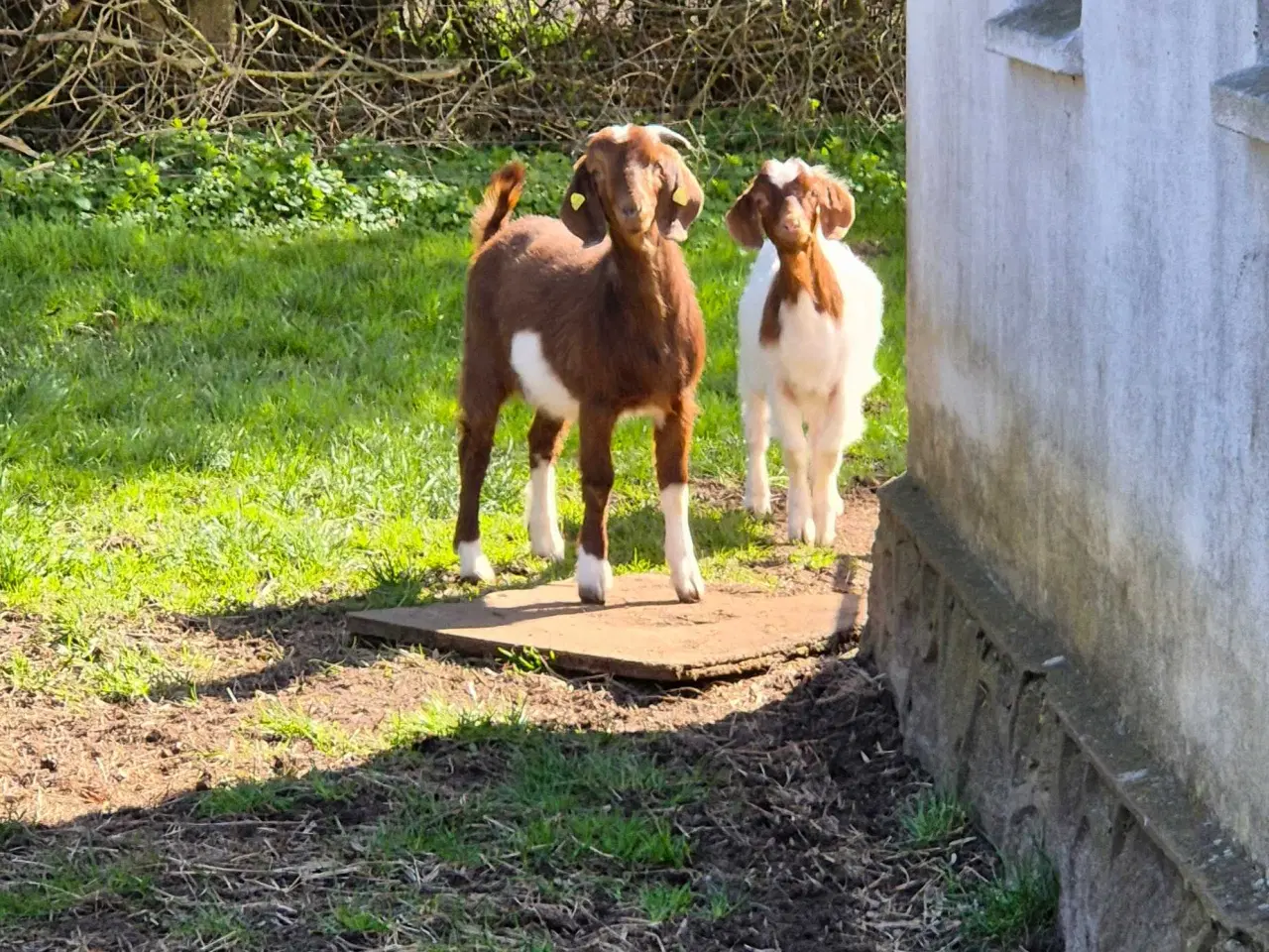 Billede 2 - Boergimmer 1 år