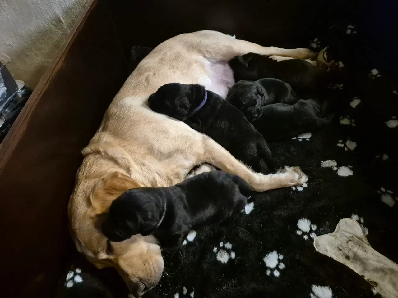 Billede 2 - Labrador hvalpe 