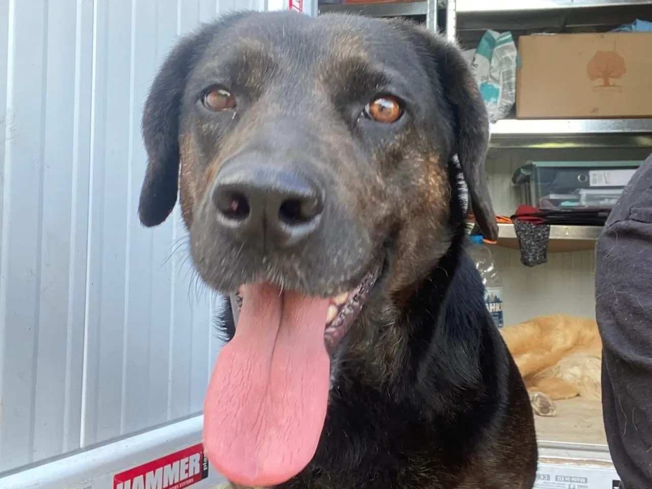 Billede 2 - Gadehunden Fie søger sit eget hjem❤️