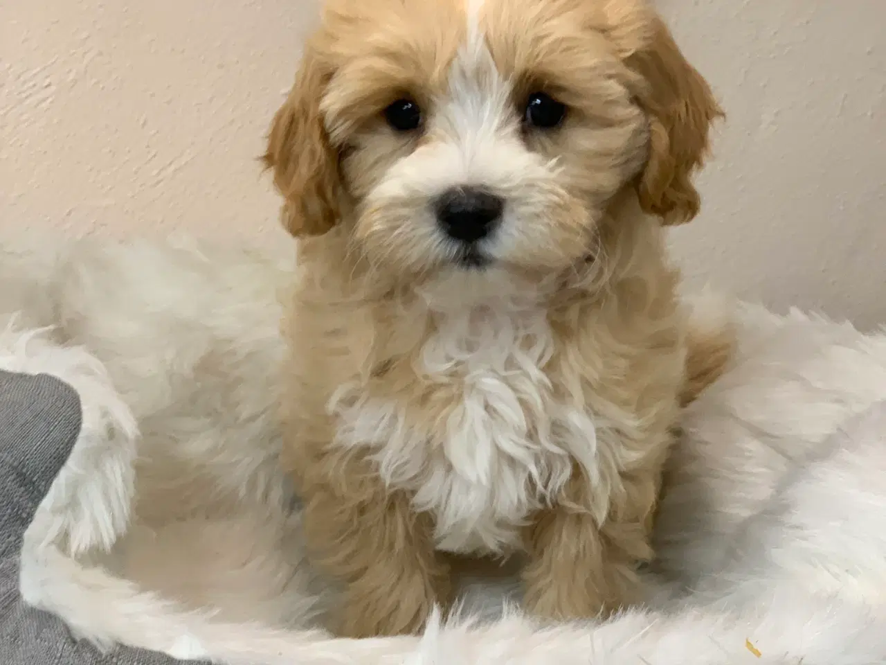 Billede 8 -  Maltipoo dreng er rejse klar nu!