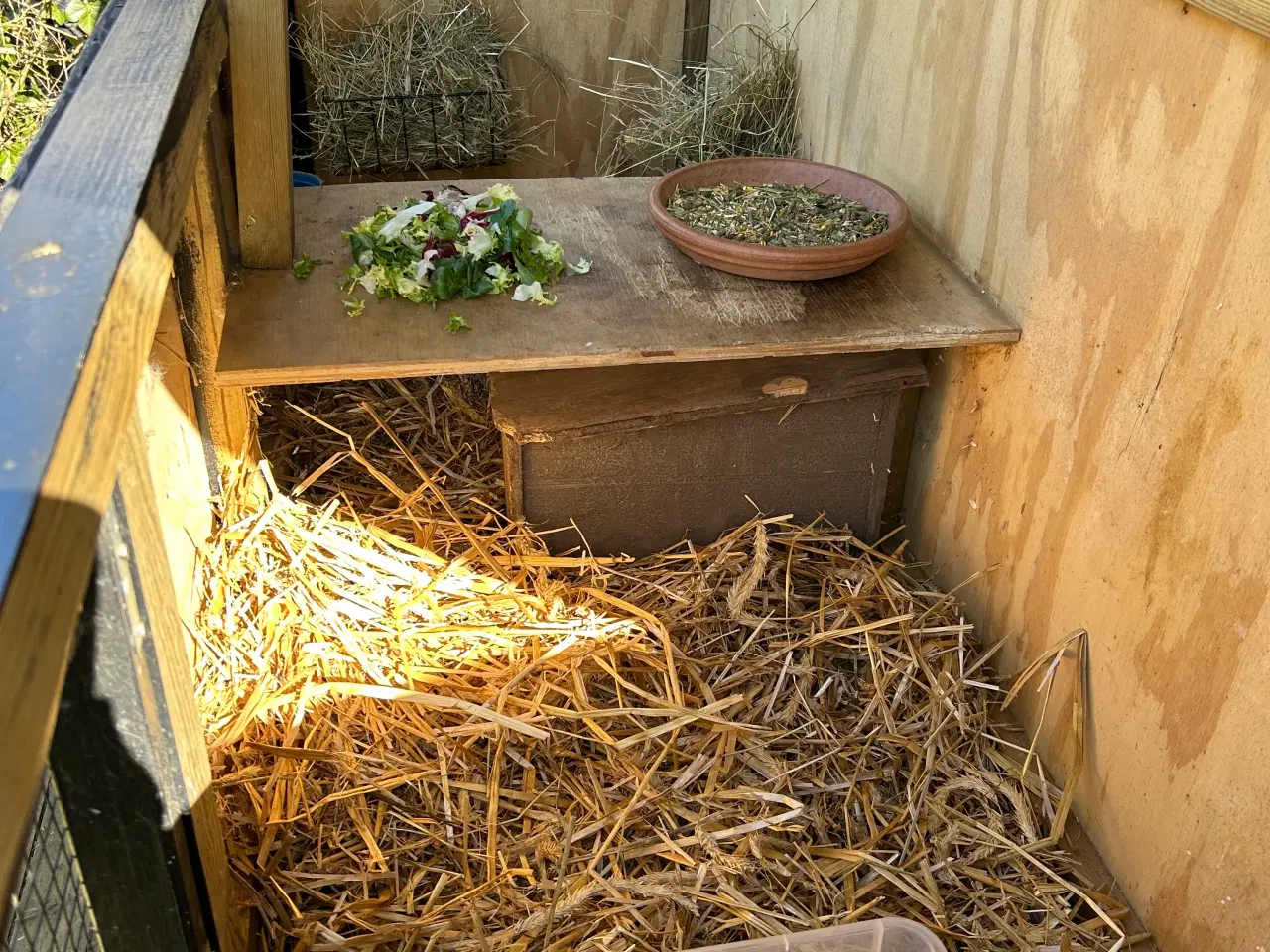 Billede 12 - 2 søde mini lop kaniner (søstre)