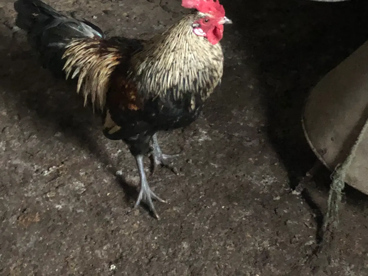 Billede 1 - 1.1 hane og høne fra 2025