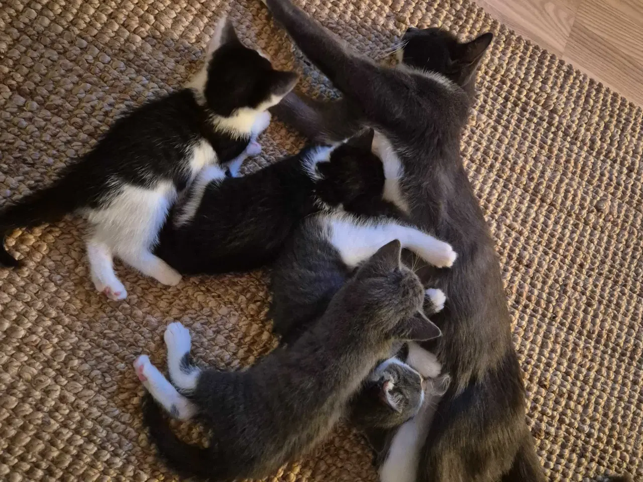 Billede 6 - Kattekilling, hun, 12 uge, sort/hvid