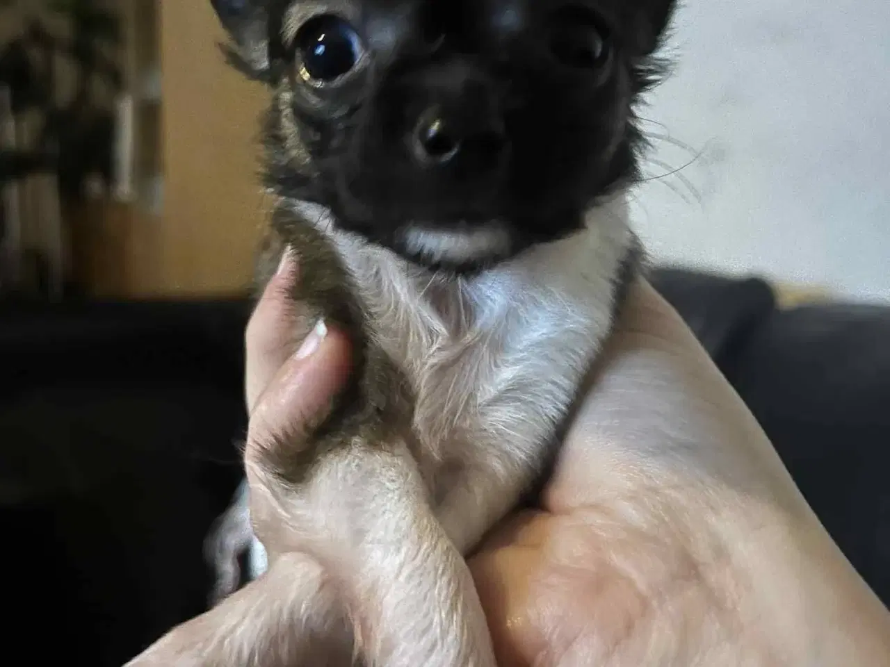 Billede 5 - Chihuahua hvalpe søger nyt hjem