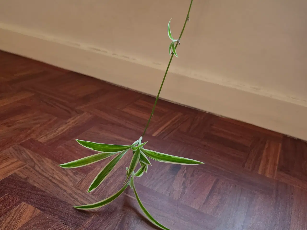 Billede 3 - Planter/stueplanter