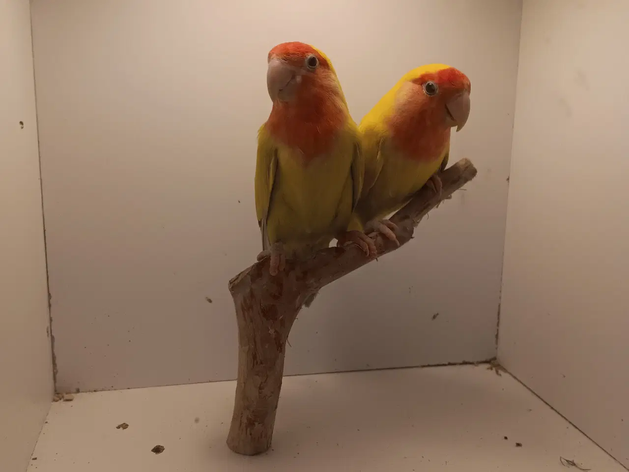 Billede 4 - Rosenhoveddværpapegøje