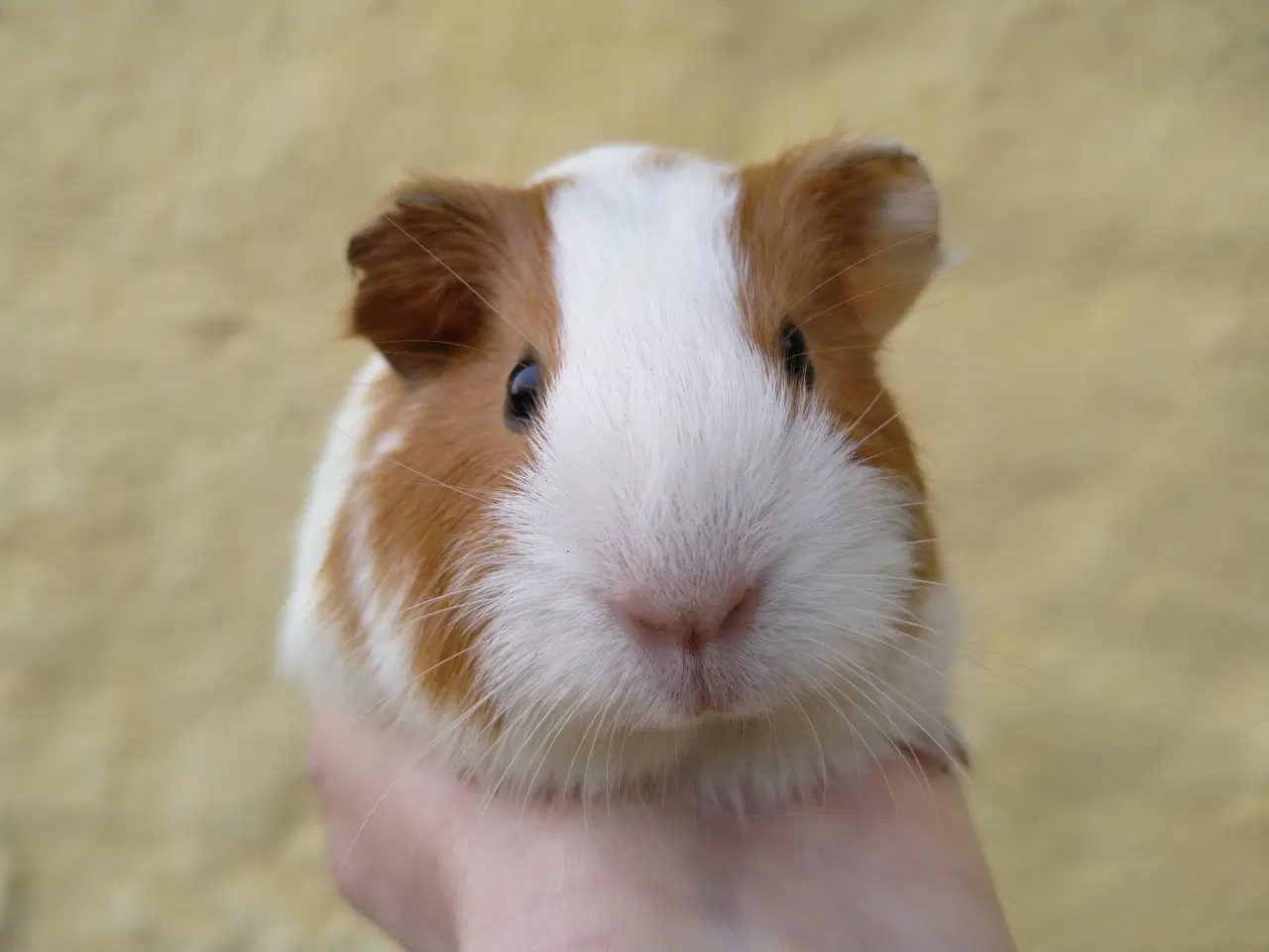 Billede 1 - 2 søstre, glathårede 