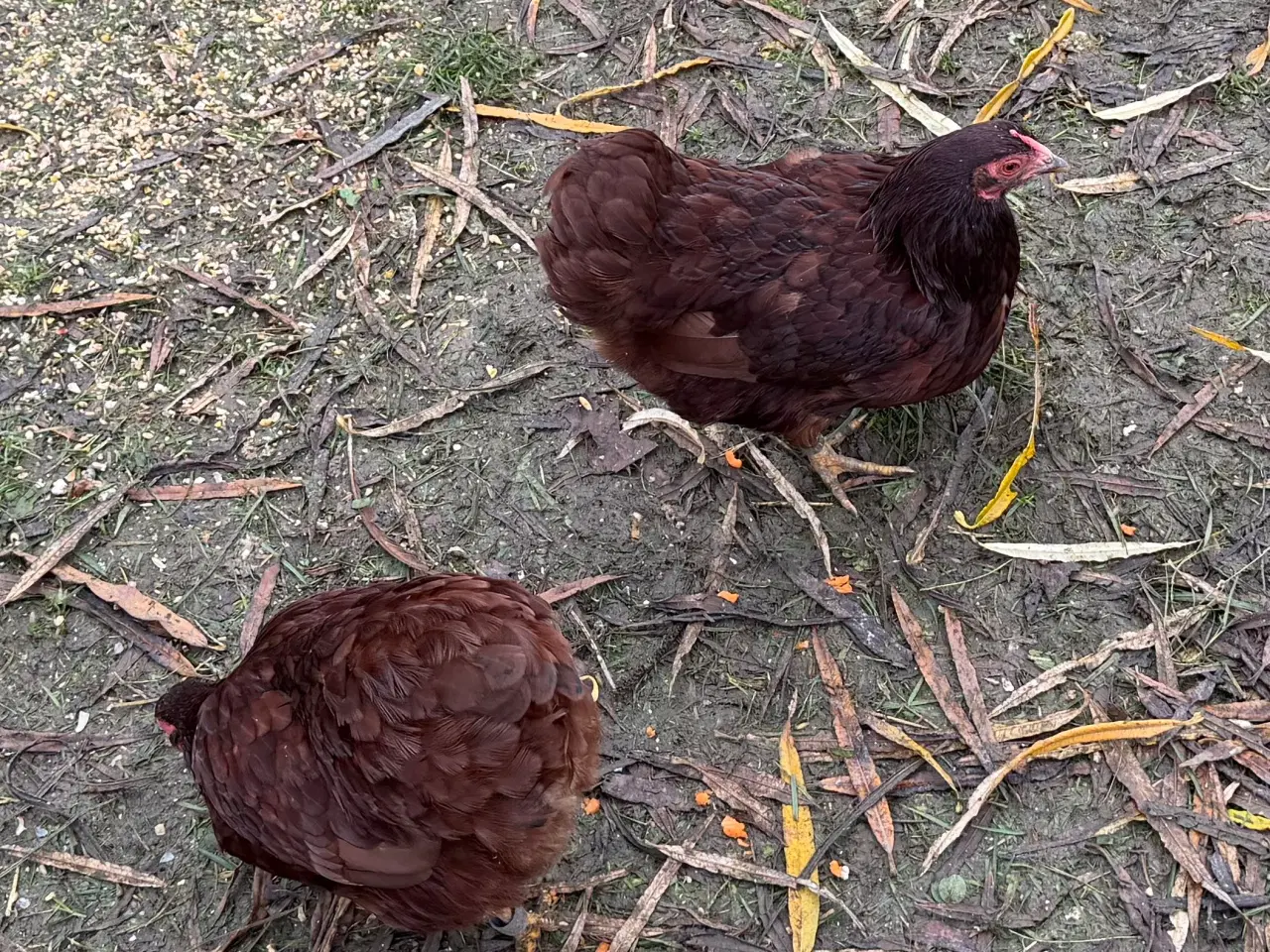 Billede 7 - Dværg Wyandott høner